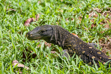 Obraz premium Salvadori's monitor (Varanus salvadorii) is one of the longest lizards in the world It is an arboreal lizard with a dark green body marked with bands of yellowish spots.