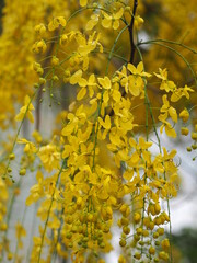 Cassia fistula, Golden Shower Tree yellow flower blooming beautiful bouquet in garden blurred of nature background