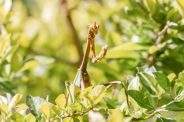 praying mantis