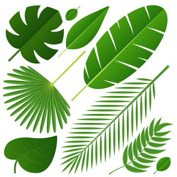 Different tropical leaves on white