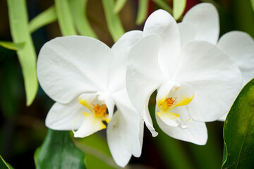 The beauty of white orchids when they bloom