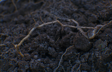 A root left on the ground in the plow