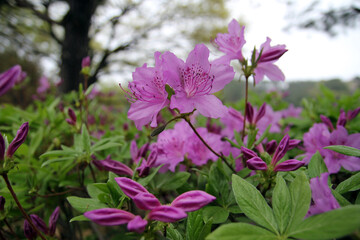Photos representing nature and seasonal landscapes