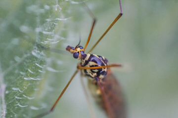 macro of a wasp