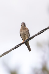 red tailed hawk