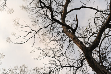 Low angle view of trees in the forest against sky and beautiful sunny.