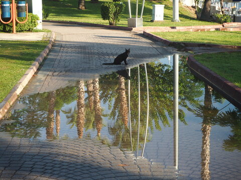 Black cat and its reflection 