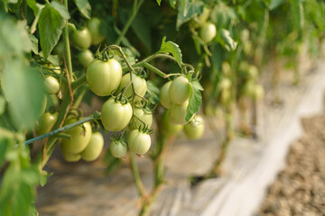 Green tomato on branch