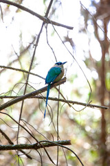 blue bird on a branch