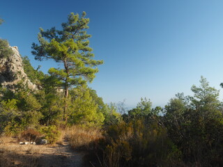 Pines on the mountain on a clear summer day