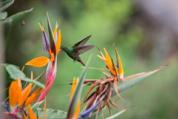 Fototapeta na wymiar birds of Colombia