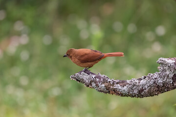 birds of Colombia