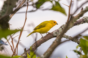 birds of Colombia