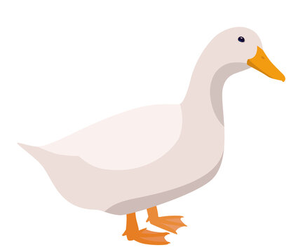 Domestic duck isolated on white background, vector illustration of white farm duck