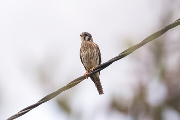 birds of Colombia