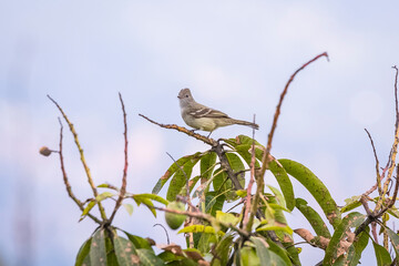 birds of Colombia