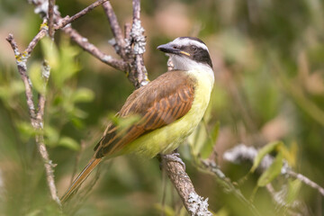 birds of Colombia
