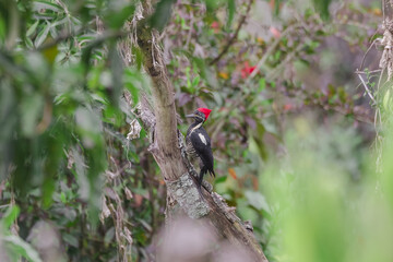 birds of Colombia