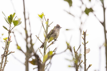 birds of Colombia