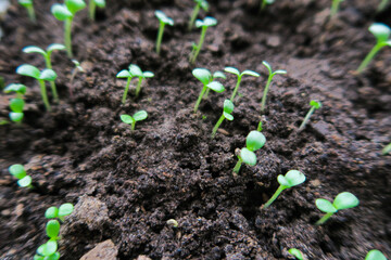 Flower seedlings