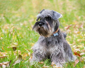 Portrait of a beautiful bearded gray miniature schnauzer dog sitting in the grass on the lawn, selective focus. Dog in a collar with an empty bone address tag