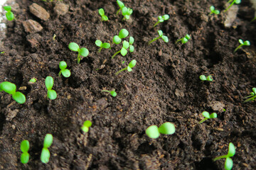 Flower seedlings