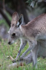 Naklejka na ściany i meble Eastern grey kangaroo, lunch on pause, North Stradbroke Island, Australia