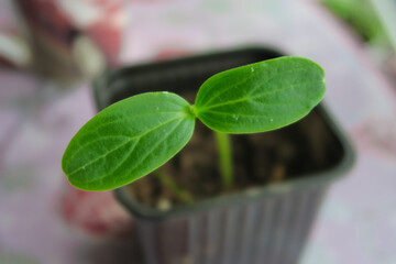 Cucumber seedling in a pot in the ground