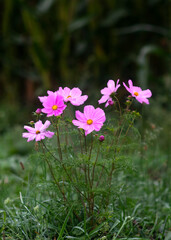 Fototapeta premium floral nature backdrop