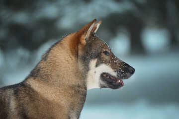 portrait of a female dog of the Japanese shikoku breed 
Beautiful dog walks in snowy forest Snowfall fell on the dog's nose