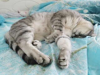 Pet cat grey with fluffy stripes animals