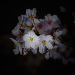 Beautiful cherry blossoms shining in the darkness.Square,Pink,Black,Japanese,Sakura,Flower,