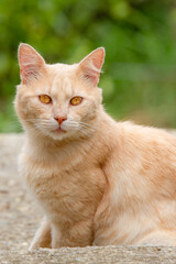 portrait of a cat on the grass