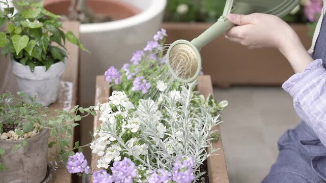 スローモーション／ベランダガーデニングで花に水やりをする女性