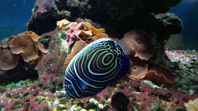 Different coral fish swim in the aquarium with sea water