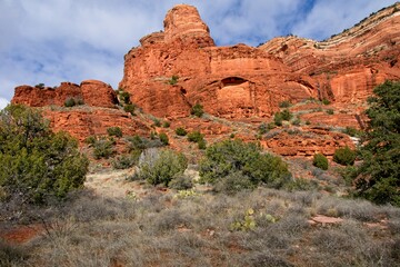 Fototapeta premium Cacti in desert near Sedona Arizona USA