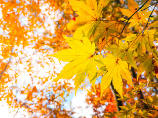 Autumn scenery with yellow trees and sun Colorful leaves in the park Fallen leaves from natural background.shallow focus effect.