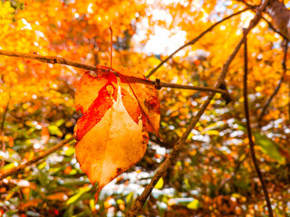 Autumn scenery with yellow trees and sun Colorful leaves in the park Fallen leaves from natural background.shallow focus effect.