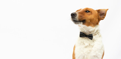 Elegant cute dog fox terrier wearing a tie portrait