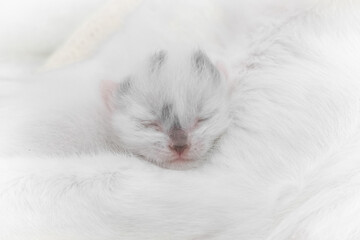 baby kitten sleeping
