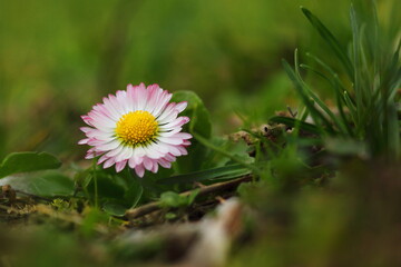 Flower, daisy in the meadow in the rays of the spring sun.