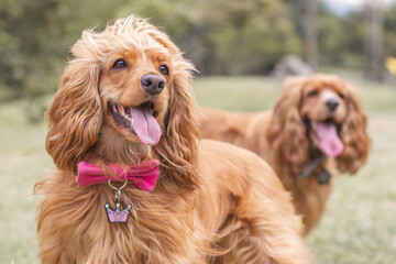 cavalier king charles spaniel