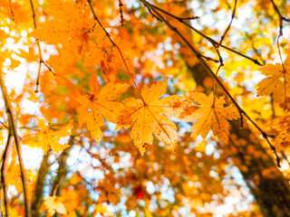 Autumn scenery with yellow trees and sun Colorful leaves in the park Fallen leaves from natural background.shallow focus effect.