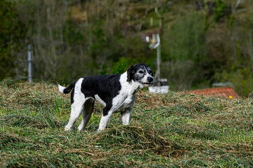 Dog without breed, of medium size, black and white, standing, sideways to the photo, in profile with the tail raised and looking sideways at the camera attentively