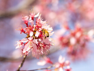Honey bee visits pink plum blossoms 1