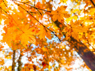 Autumn scenery with yellow trees and sun Colorful leaves in the park Fallen leaves from natural background.shallow focus effect.