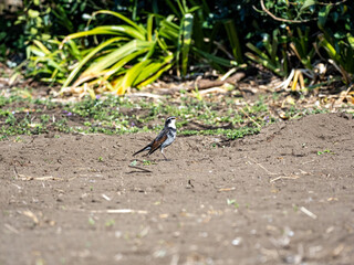 Dusky thrush standing in empty Japanese field 2