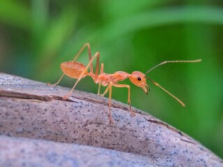 ant on the ground