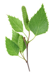 Isolated image of young birch branch with leaves and catkins on a white background, top view.