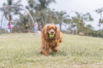 Fototapeta premium golden retriever dog